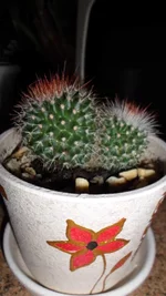 SAM_1644.webp