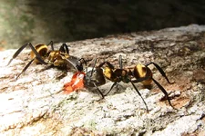 Gold_Ants.webp