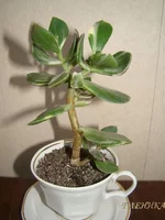 DSC07624 - копия.webp