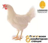 lohmann-white.webp