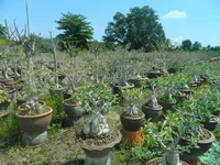 051-051.webp