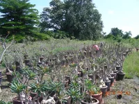 DSCN0256.webp