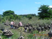 DSCN0252.webp