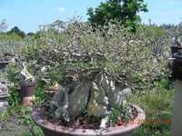 DSCN0248.webp