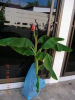 DSCN0216.webp