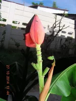 DSCN0217.webp