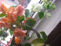 IMG_2418.webp
