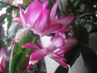 IMG_2415.webp