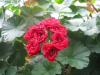 IMG_2409.webp