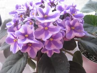 IMG_2400.webp