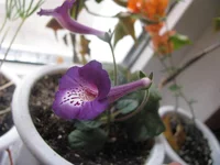 IMG_2394.webp