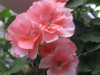 IMG_2392.webp