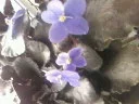 SP_A0111.jpg