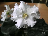 как зовут.jpg