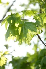 _IGP8768as.webp