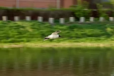 _IGP8799as.webp