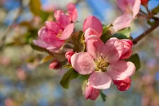 _IGP8806as.webp