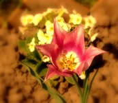003.webp