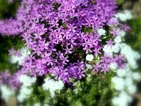 005.webp