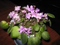  БОЛЕРО мини.webp