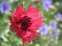 IMG_9084_1.webp