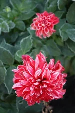 IMG_0658_1.webp