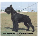 Zico2.webp