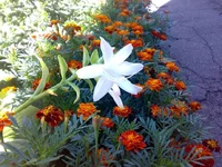 27082008090.webp