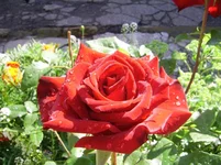 SSA43896.webp