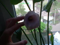 DSC00162.webp