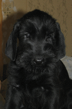 IMG_9023.gif