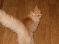 DSCN0006.webp