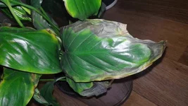 20141115_100958.webp