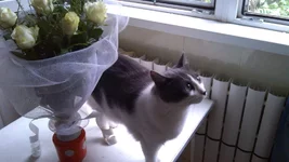 .webp