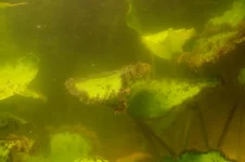 IMGP2220.webp