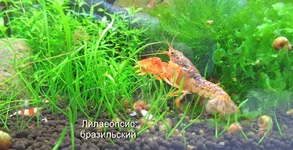  + лилаеопсис.webp