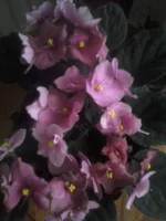 005.webp