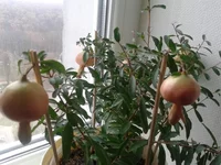 2014-10-31 13.45.48.webp