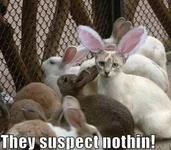 meow easter.webp