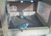 Labisk-feeder2.jpg
