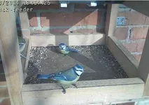 Labisk-feeder2.webp