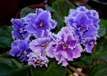 Bold Party Girl спорт_thumb.webp