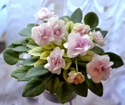 Rob's Cool Fruit_thumb.webp