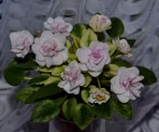 Rob's Cool Fruit4_thumb.webp