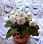 Rob's Cotton Ball_thumb.webp