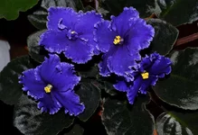 Rodeo Roundup_thumb.webp