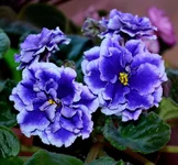 -Властелин Колец_thumb.webp