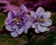 -Магия любви спорт_thumb.webp