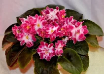 -Барби 1_thumb.webp