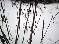 20141207_144231.webp